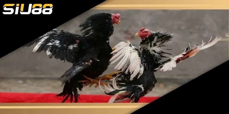 Đá gà cựa dao SIU88 đa dạng kèo cược