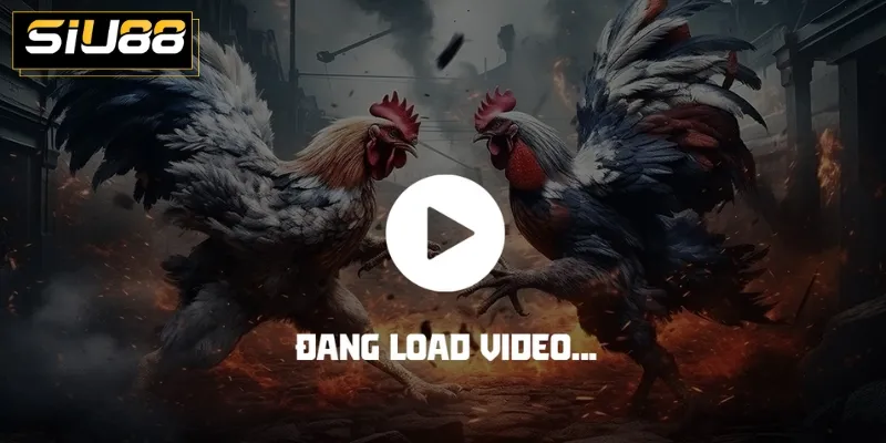 Những hình thức đá gà SIU88 ấn tượng anh em nên thử