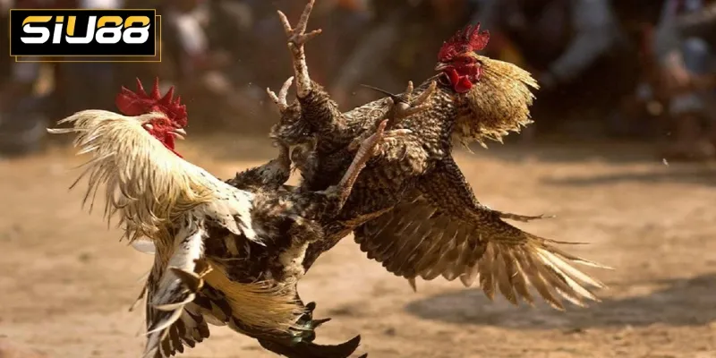 Những kinh nghiệm cược chọi gà hay mà bạn nên tham khảo