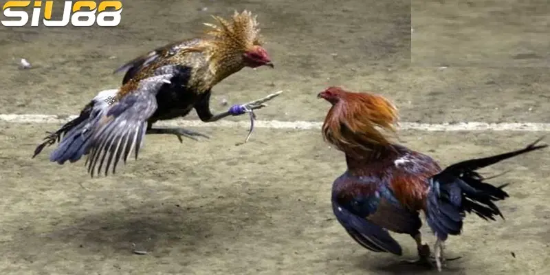 Quan sát thần thái bí kíp soi kèo đá gà cựa dao SIU88 chuẩn xác